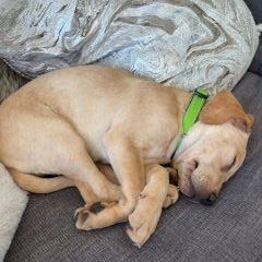 Enlarge Scooper, a ADOPTABLE Mixed Breed in Schaumburg, IL image 5/5