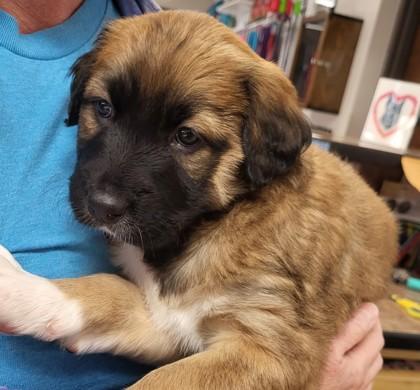 Rose, adopted, Puppy Female Mixed Breed.