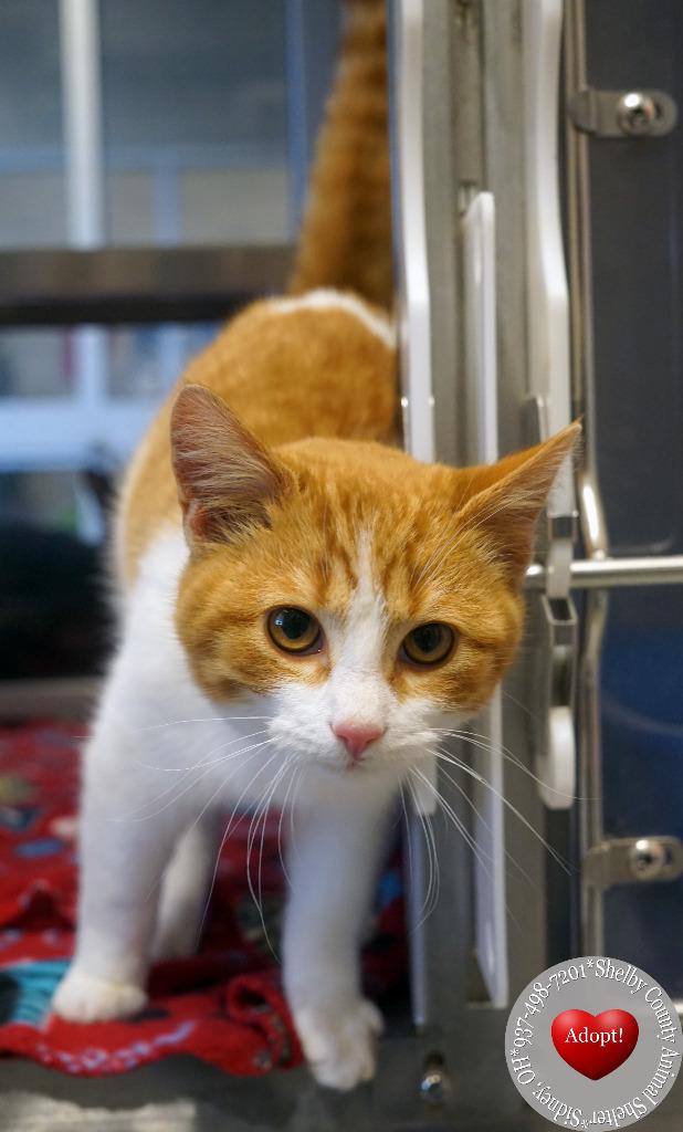 Tang, Adopted, Young Male Domestic Short Hair.