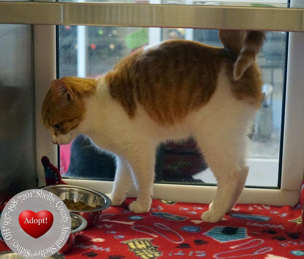 Enlarge Tang, a Adopted mixed breed in Sidney, OH image 2/3