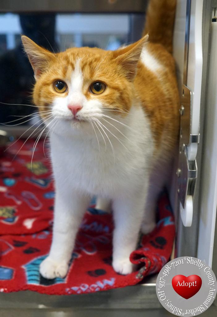 Enlarge Tang, a Adopted mixed breed in Sidney, OH image 3/3