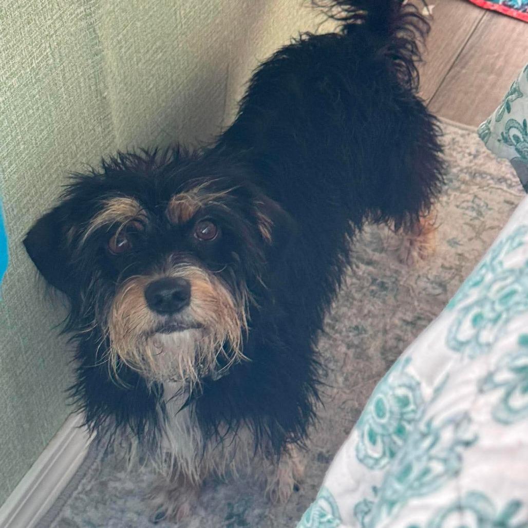 Enlarge Candie, a Adoptable Standard Schnauzer in Loves Park, IL image 1/2