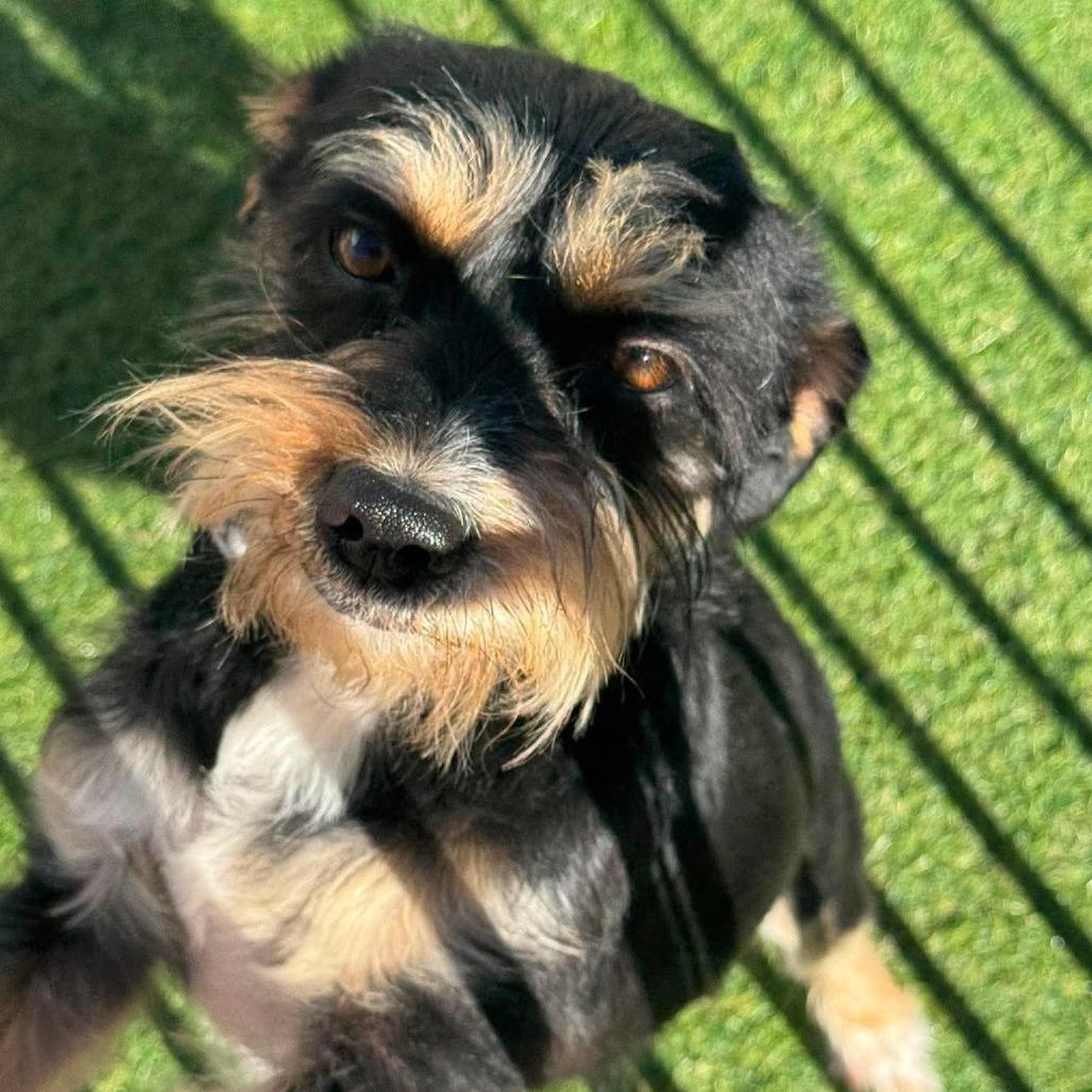 Enlarge Candie, a Adoptable Standard Schnauzer in Loves Park, IL image 2/2