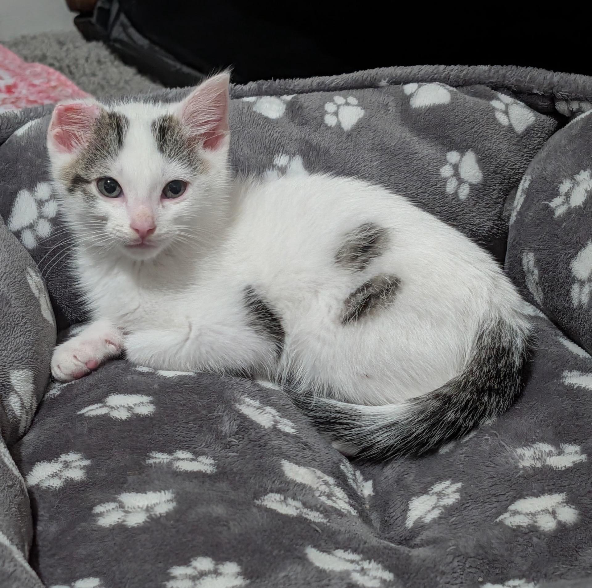 Vinny (Vincent Van Gogh), a ADOPTABLE Domestic Short Hair in Murfreesboro, TN image 2/3