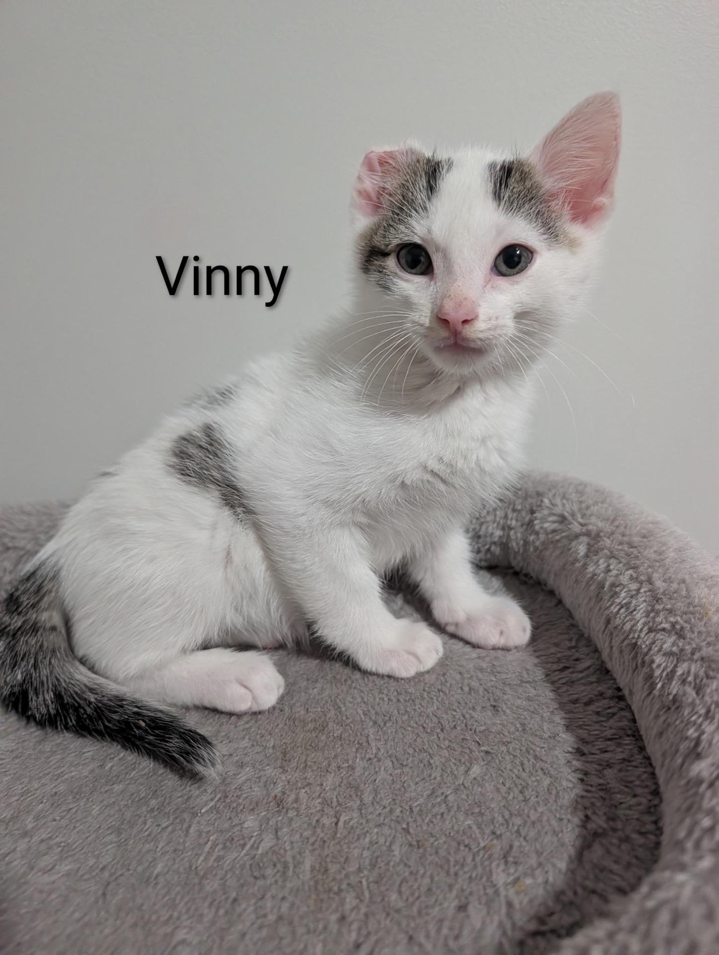 Vinny (Vincent Van Gogh), ADOPTABLE, Kitten Male Domestic Short Hair.