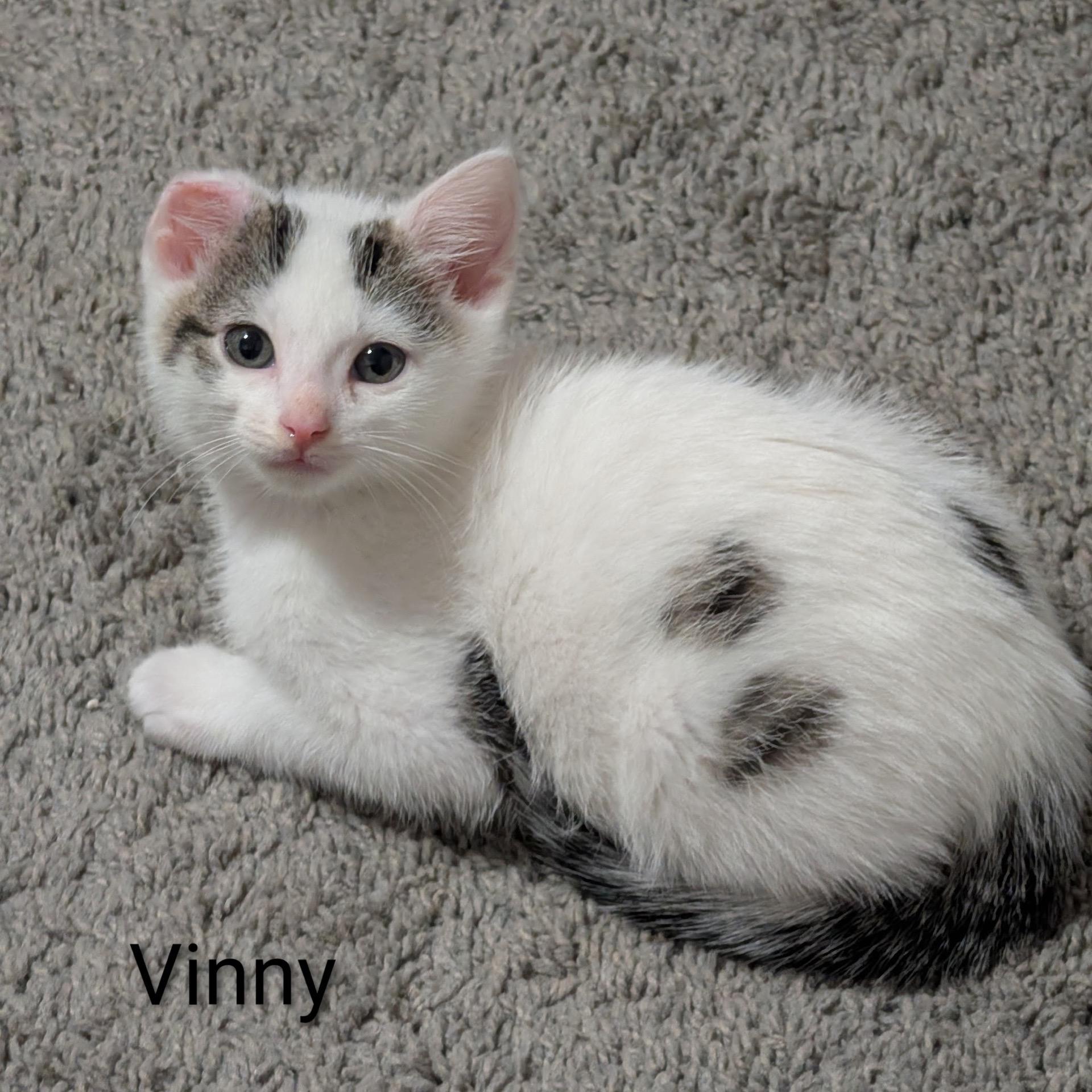 Vinny (Vincent Van Gogh), a ADOPTABLE Domestic Short Hair in Murfreesboro, TN image 3/3