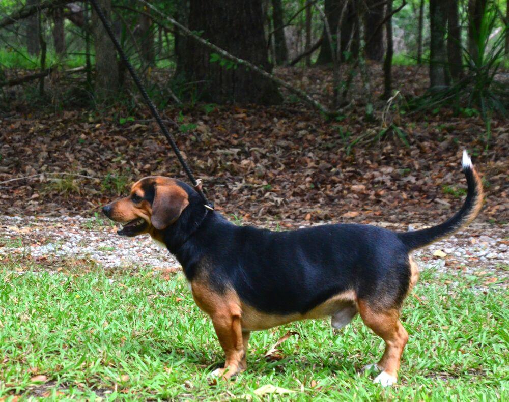 Paddy, a Adoptable mixed breed in Willingboro, NJ image 1/6