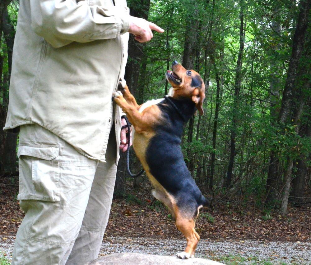 Paddy, a Adoptable mixed breed in Willingboro, NJ image 2/6