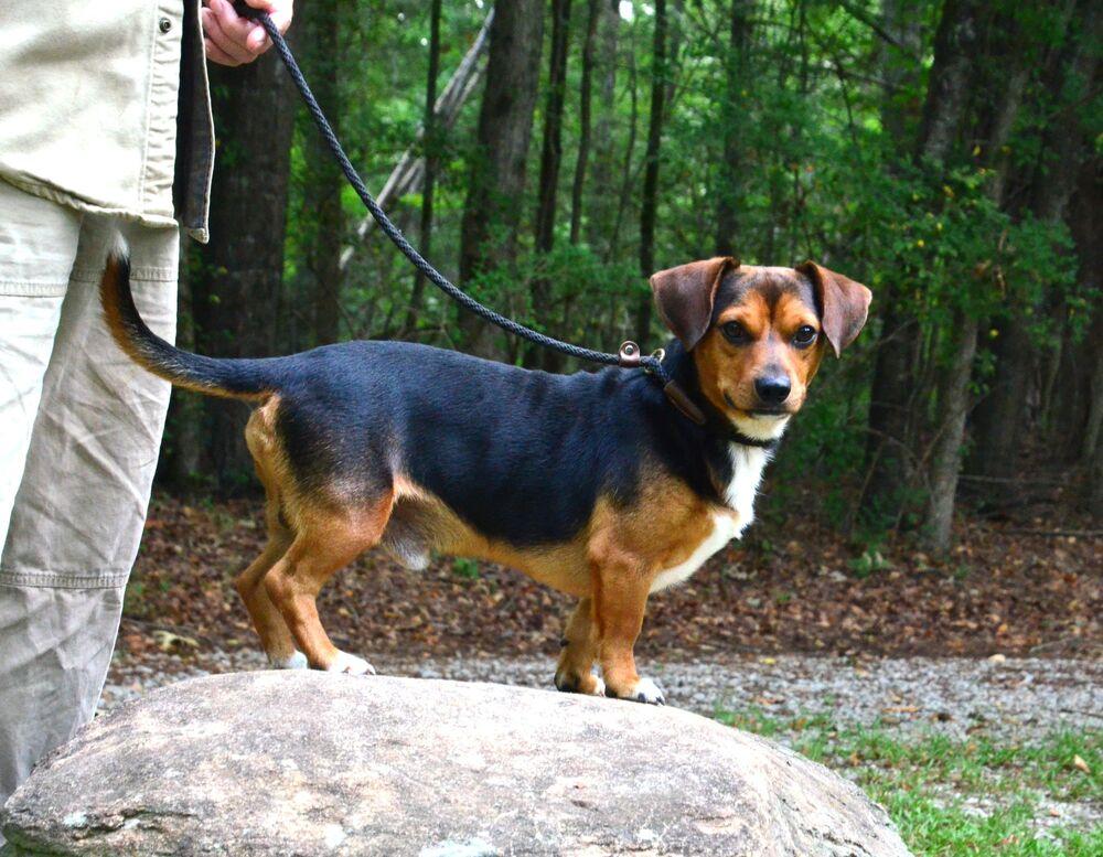 Paddy, a Adoptable mixed breed in Willingboro, NJ image 3/6