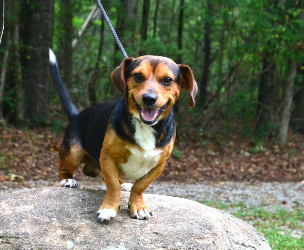 Paddy, a Adoptable mixed breed in Willingboro, NJ image 4/6