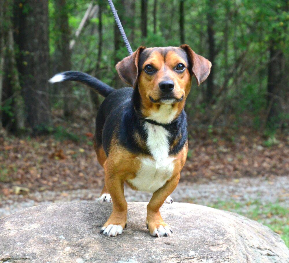 Paddy, a Adoptable mixed breed in Willingboro, NJ image 5/6