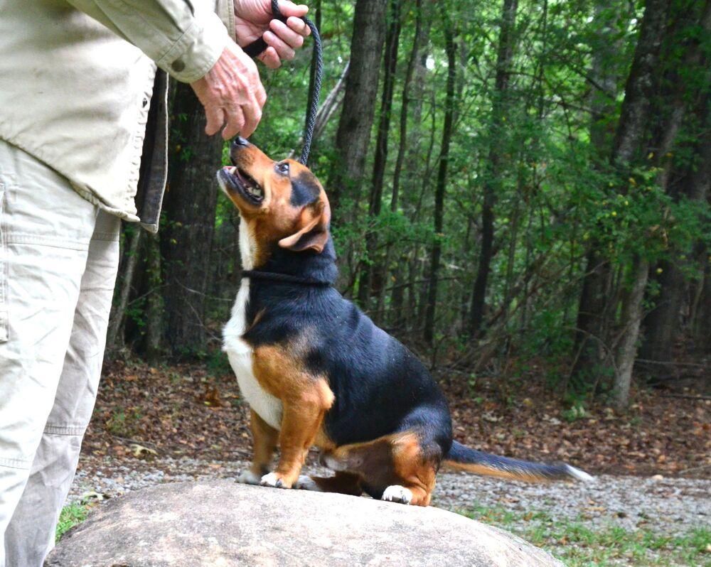 Paddy, a Adoptable mixed breed in Willingboro, NJ image 6/6
