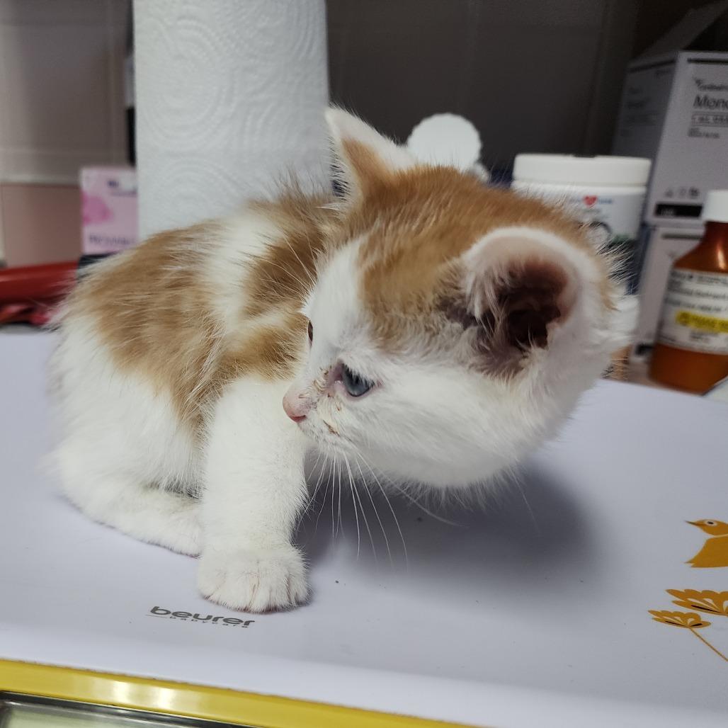 Enlarge Carmalo, a Adoptable Domestic Short Hair in Dixon, IL image 2/2