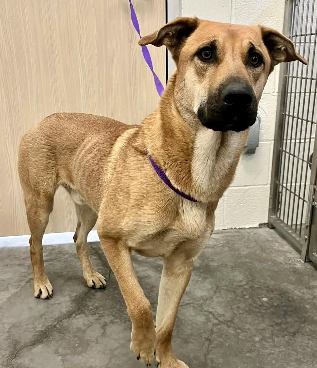 Scooby, Adoptable, Young Male Shepherd.