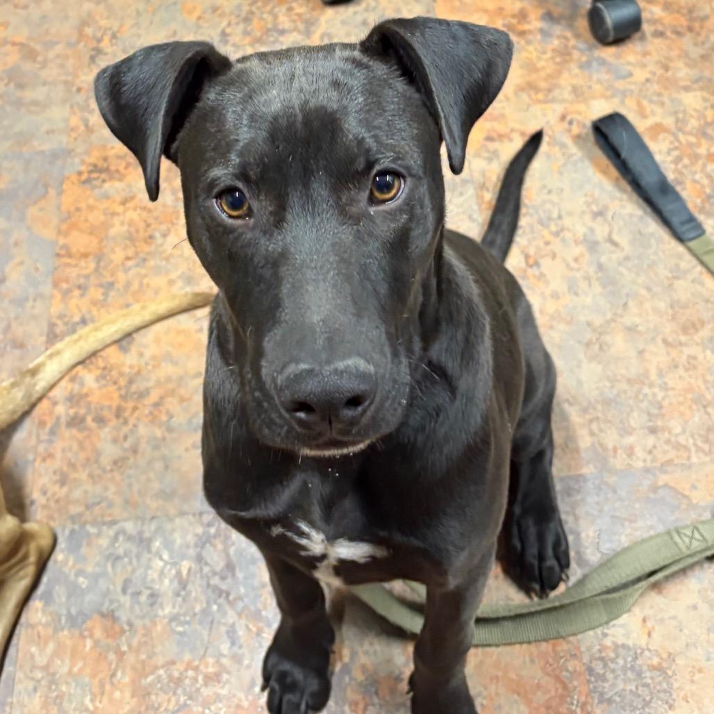 Choc, Adoptable, Young Male Labrador Retriever.