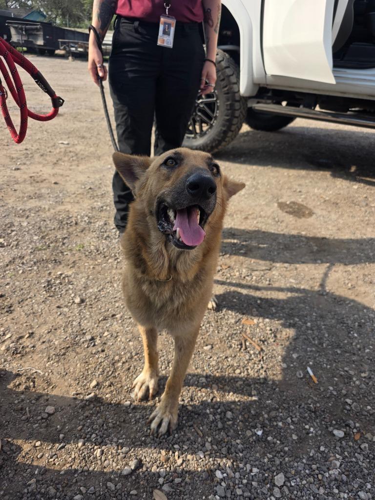 Louisville, Adoptable, Adult Male German Shepherd Dog & Mixed Breed.