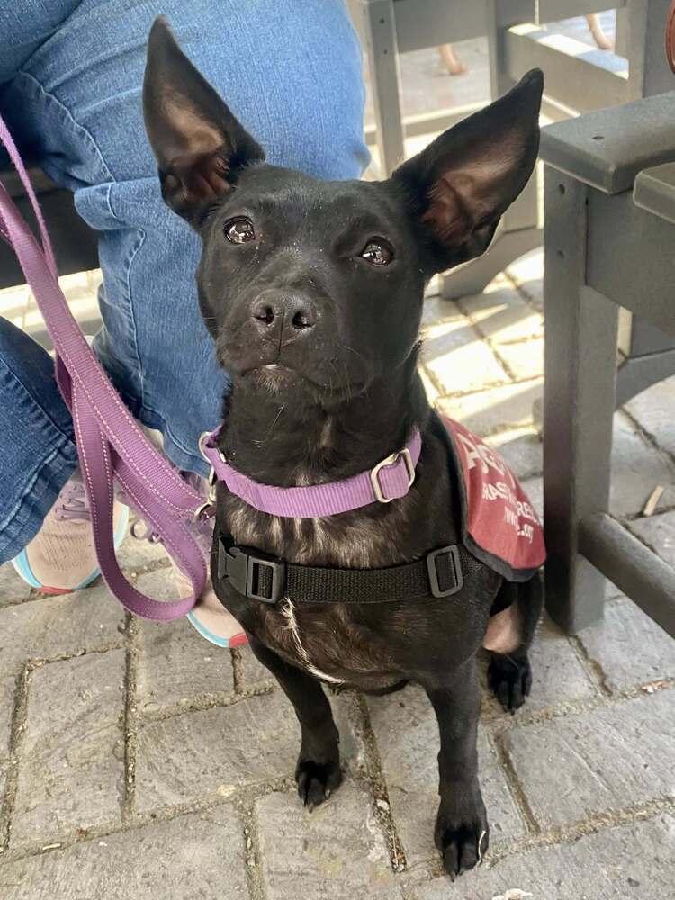 Paige, Adoptable, Young Female Mixed Breed.