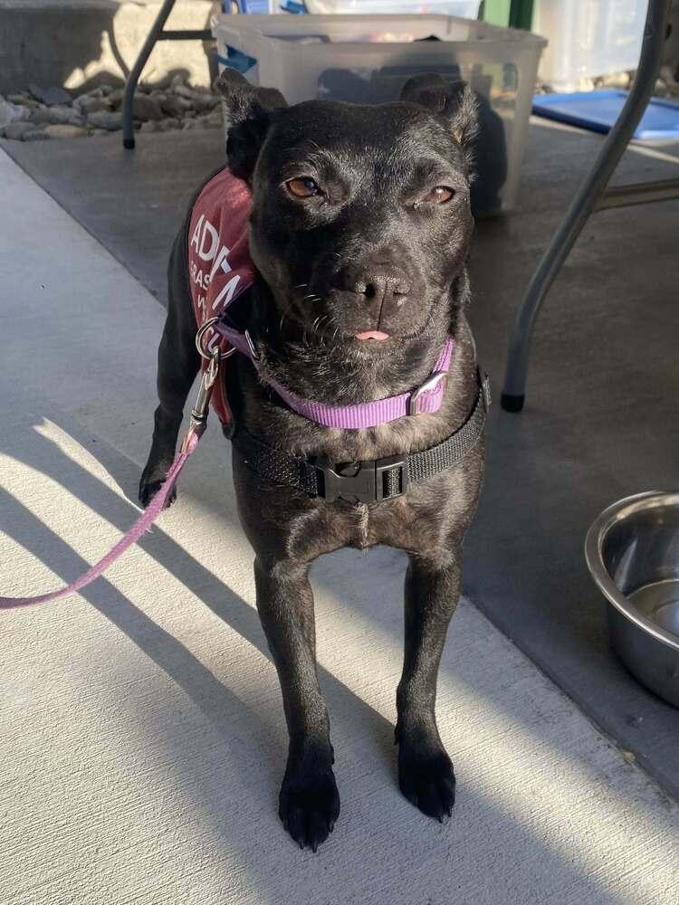 Enlarge Paige, a Adoptable mixed breed in Milton, DE image 2/2