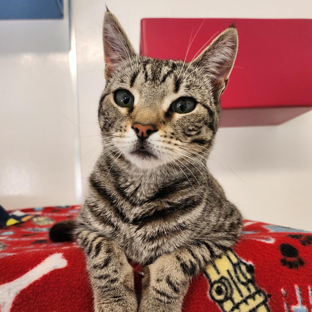 Tisha — thumbnail 2