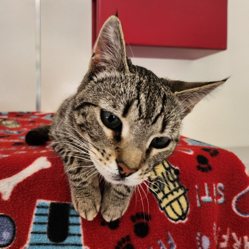 Tisha — thumbnail 3