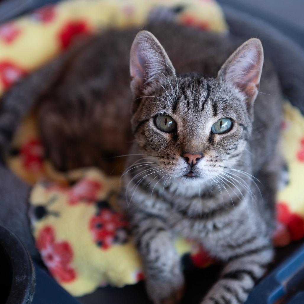 Tisha — thumbnail 4