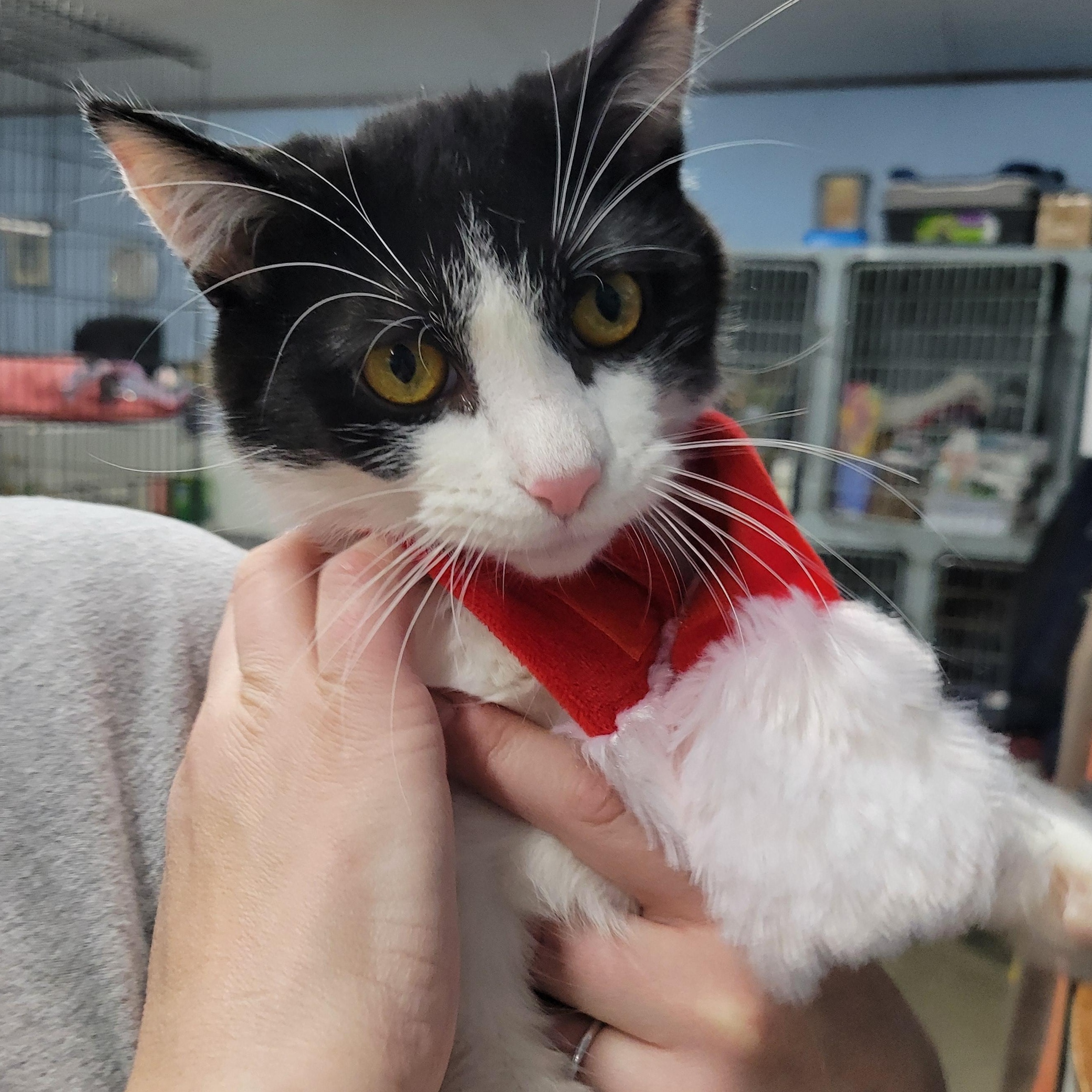 Enlarge Tommy, a Adoptable Domestic Medium Hair in Clarinda, IA image 1/5