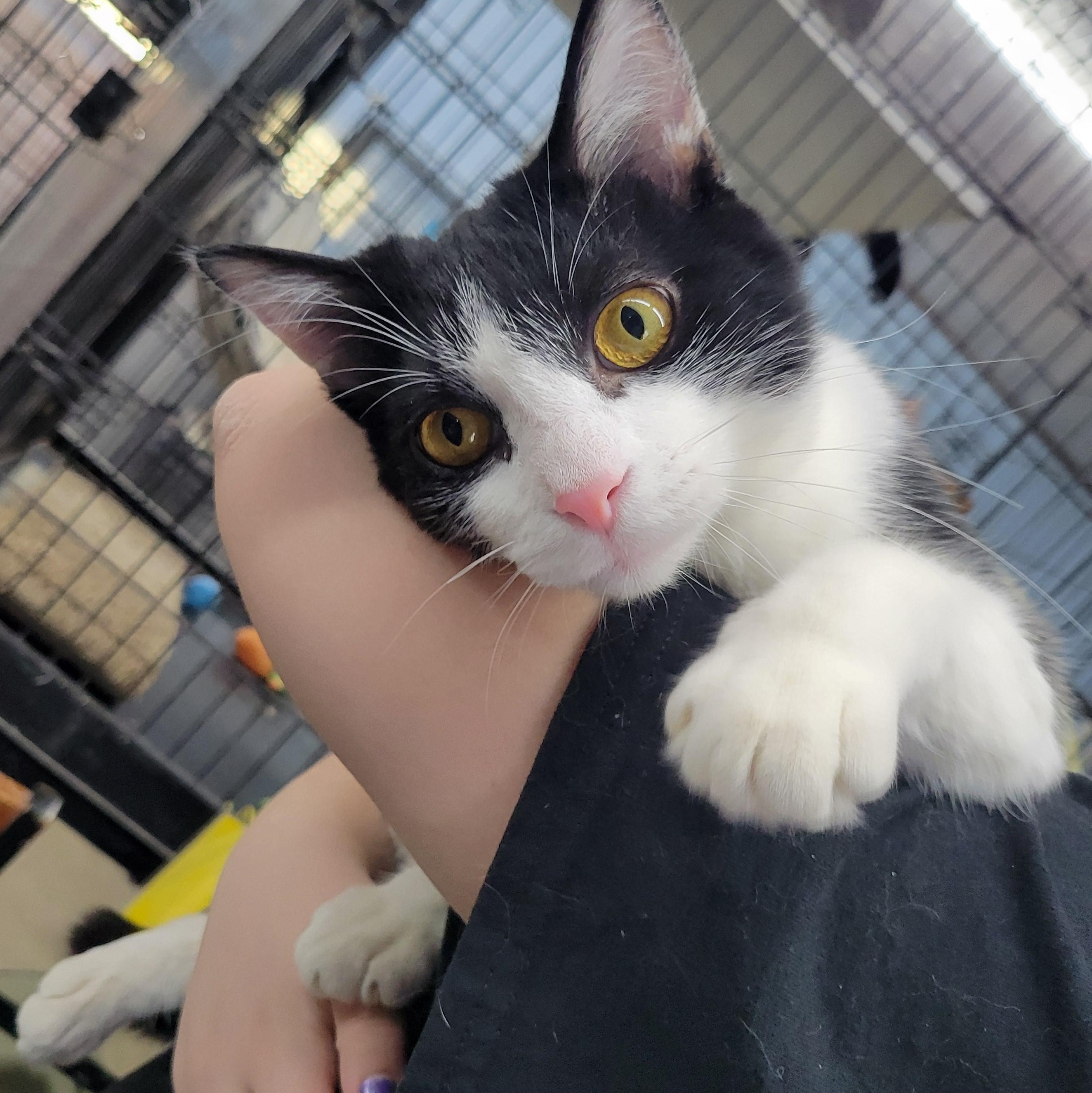 Enlarge Tommy, a Adoptable Domestic Medium Hair in Clarinda, IA image 1/6