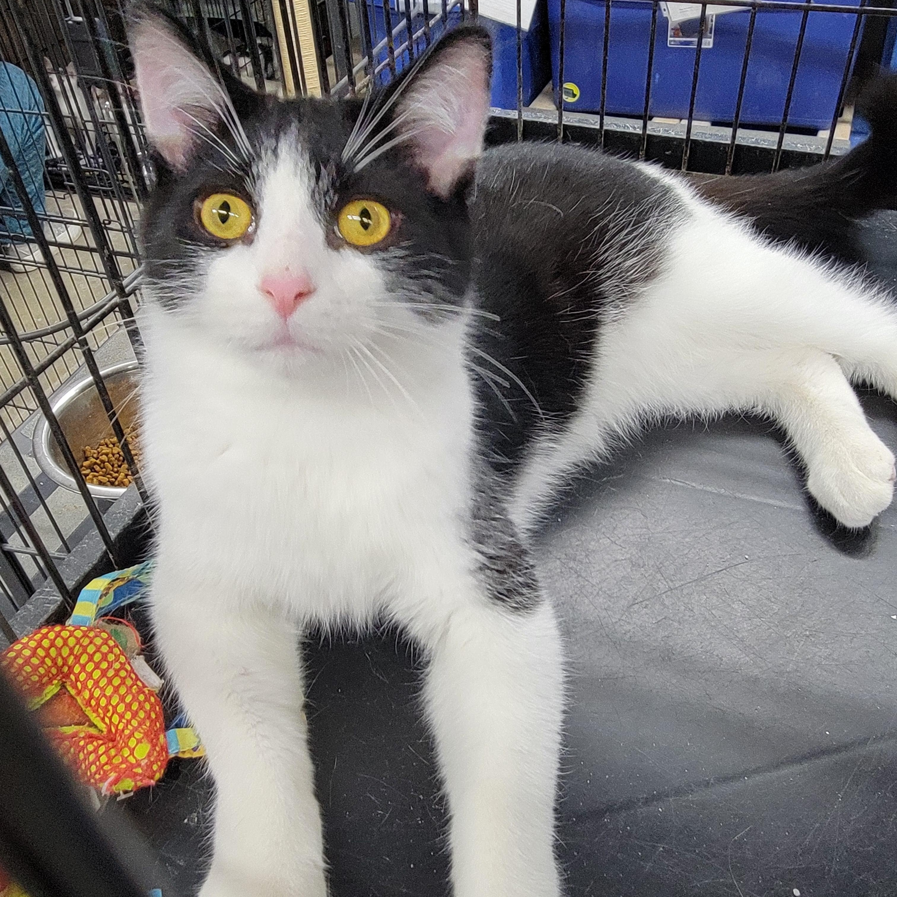 Tommy, a Adoptable Domestic Medium Hair in Clarinda, IA image 1/4