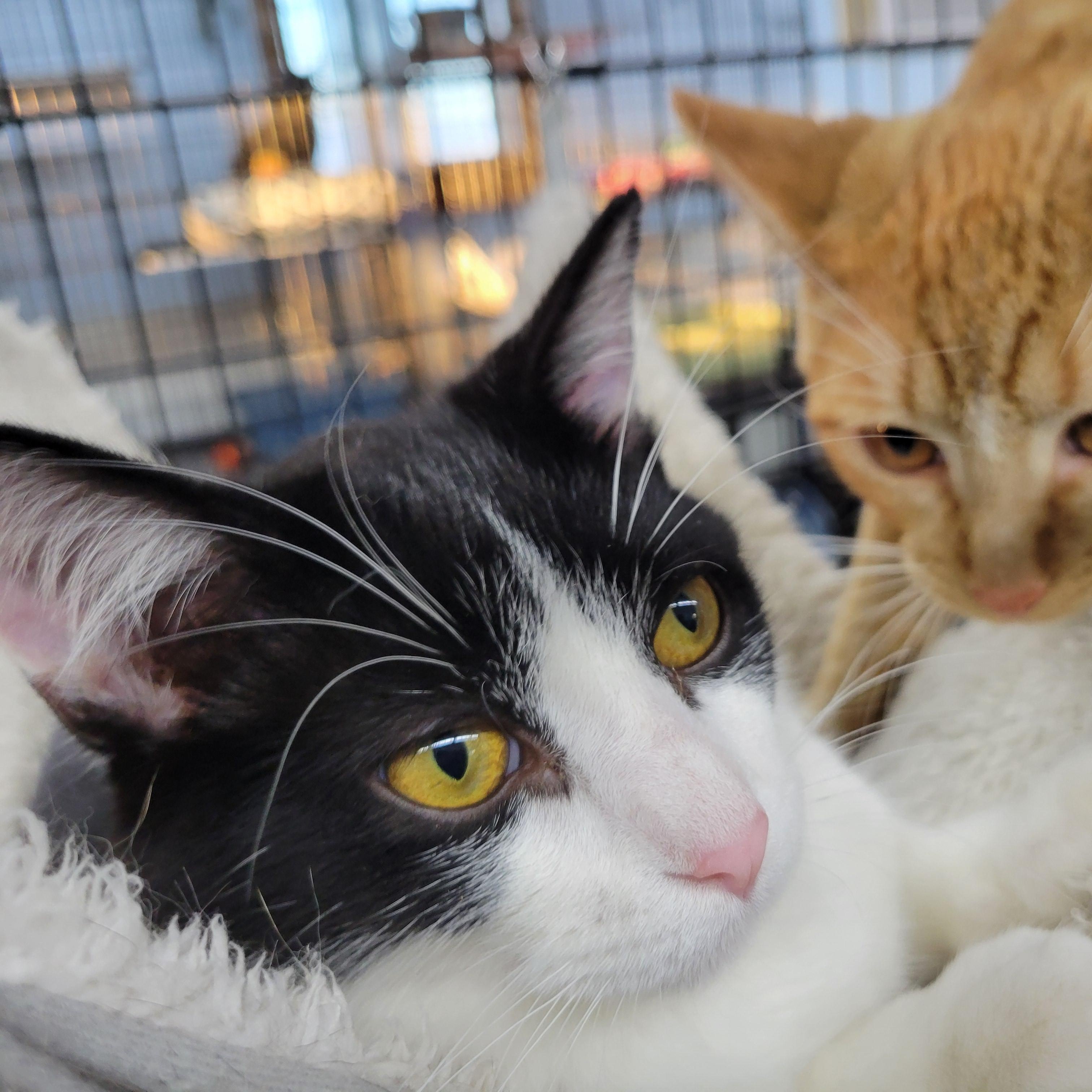 Tommy, a Adoptable Domestic Medium Hair in Clarinda, IA image 2/4