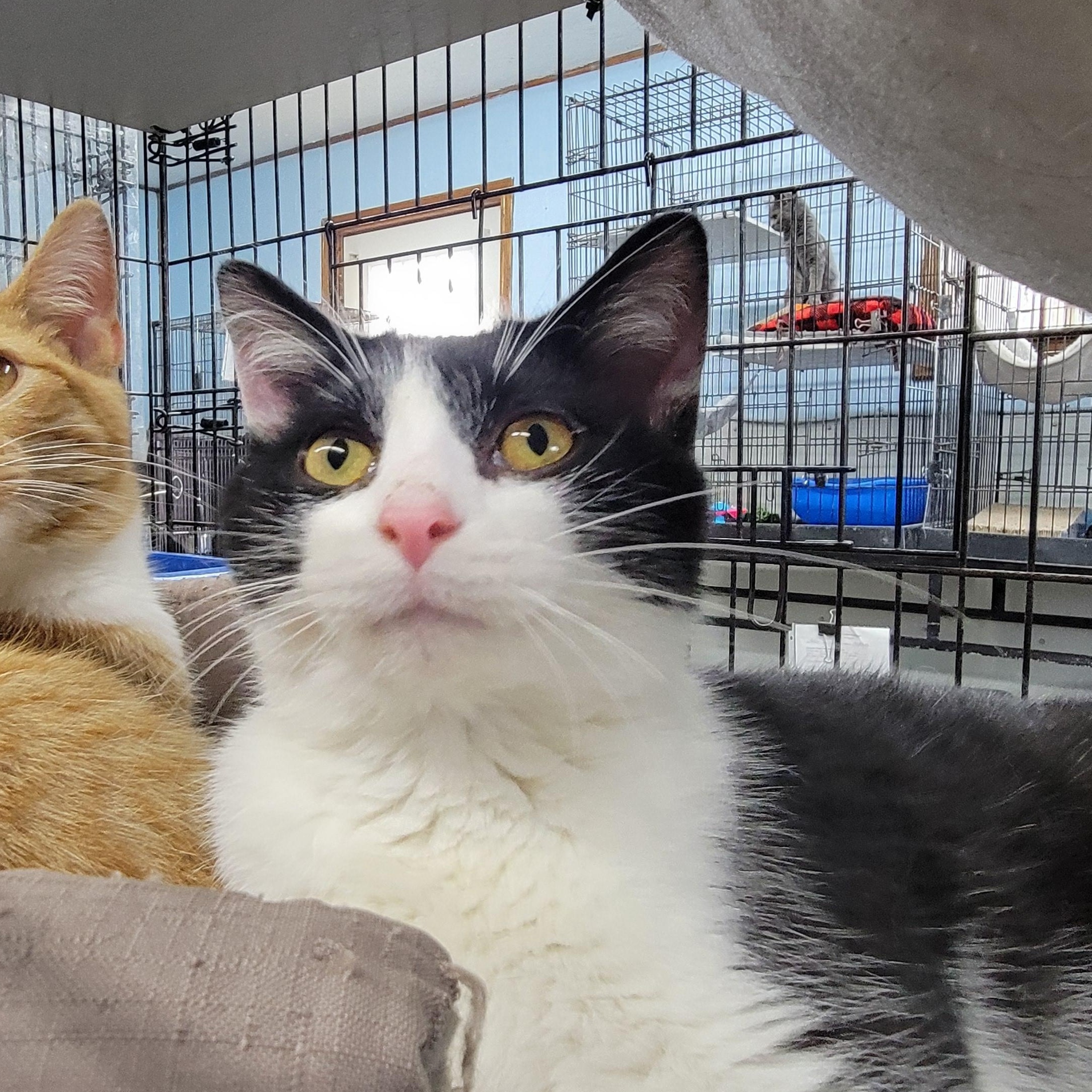 Tommy, a Adoptable Domestic Medium Hair in Clarinda, IA image 3/4