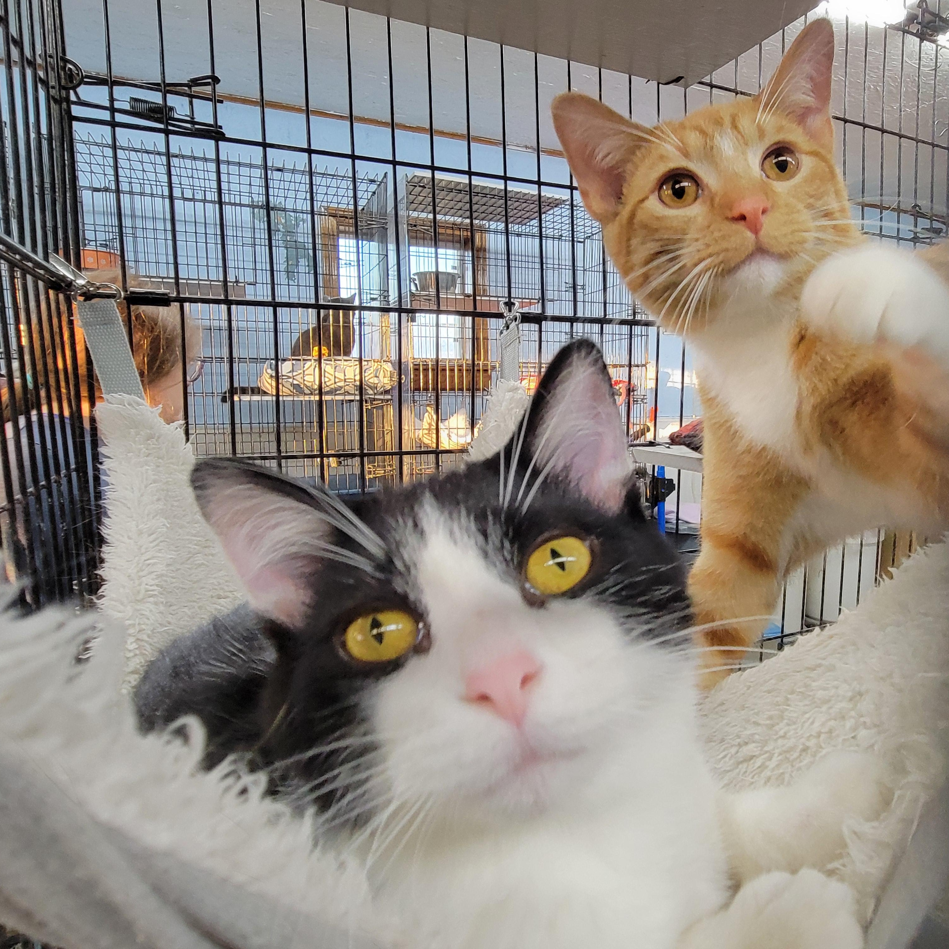 Tommy, a Adoptable Domestic Medium Hair in Clarinda, IA image 4/4