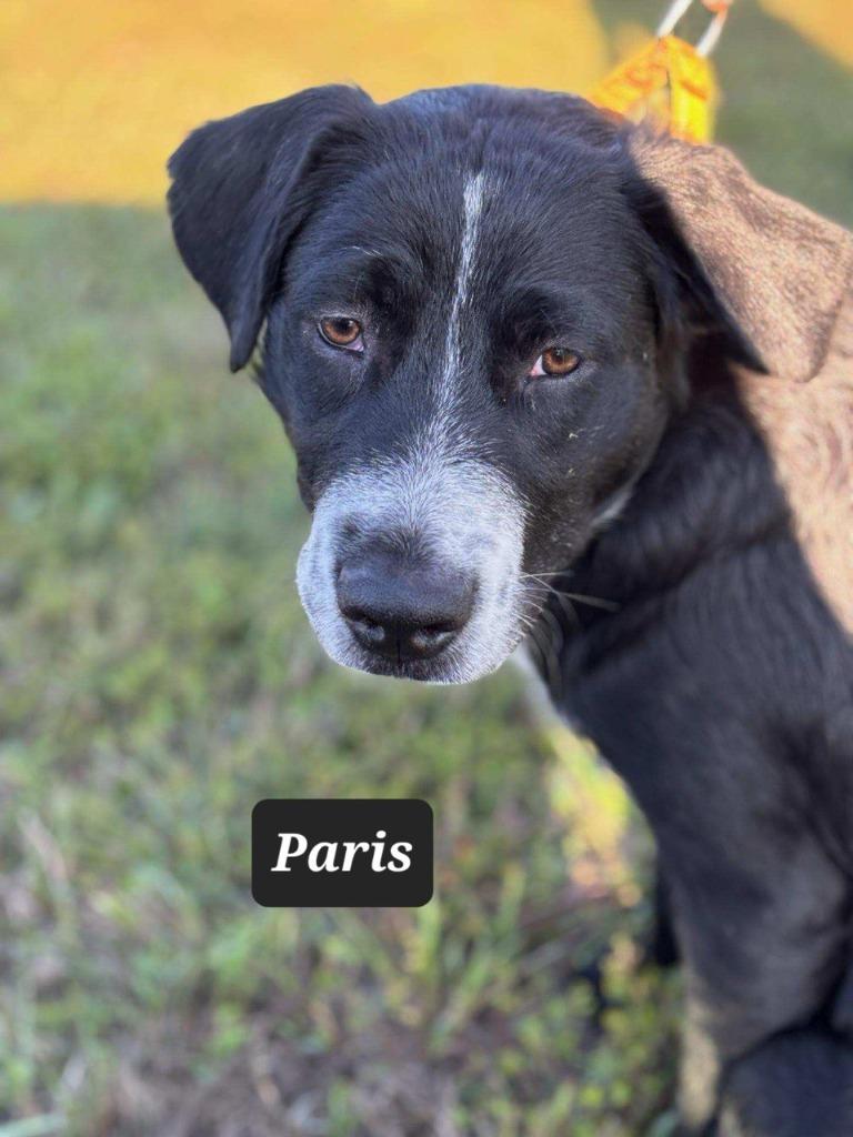 Enlarge Eris (Paris), a Adoptable Border Collie in Buffalo, MO image 1/1