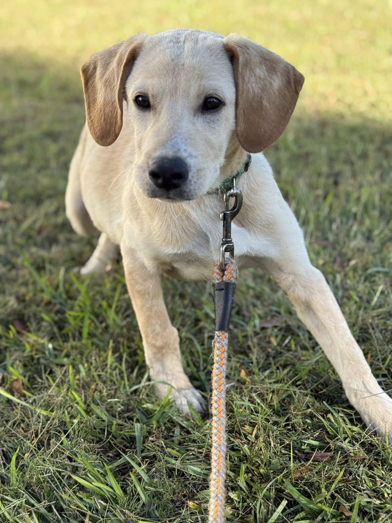Enlarge Coosa, a Adoptable mixed breed in Attalla, AL image 2/3