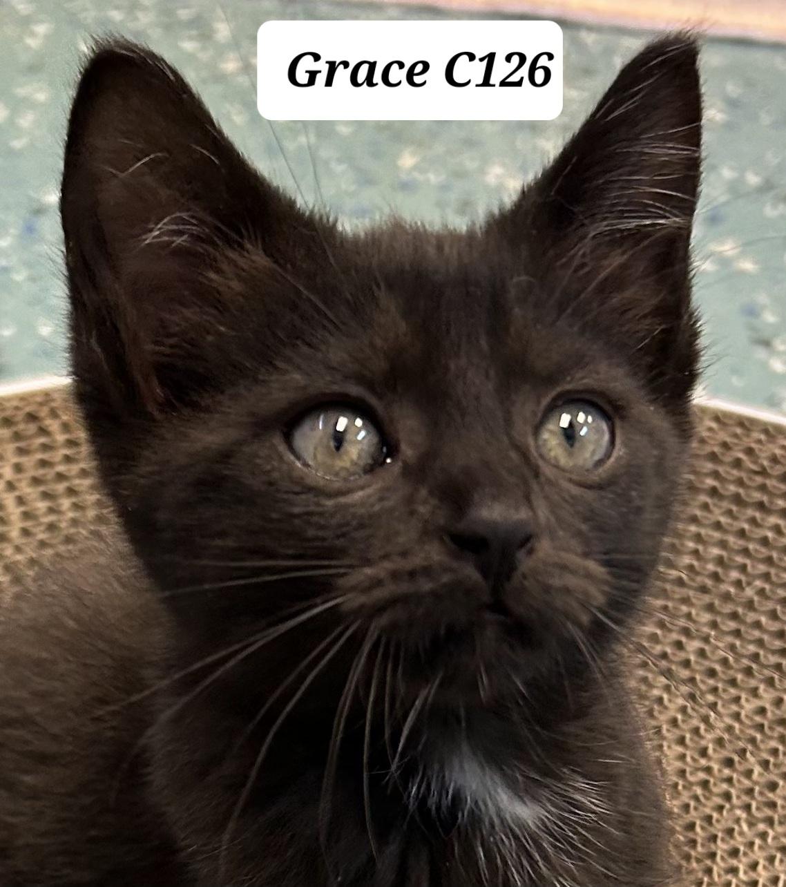Grace C126 photo