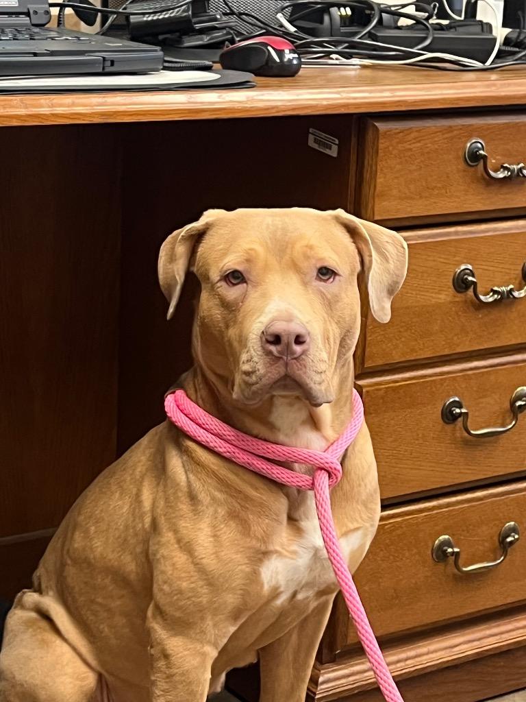 Sugar, Adoptable, Young Female Mixed Breed.