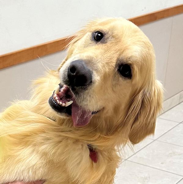 Parker, ADOPTABLE, Adult Male Golden Retriever.