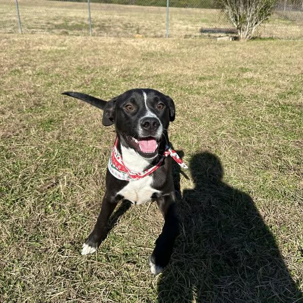 Charle, ADOPTABLE, Young Male Black Labrador Retriever & Border Collie.