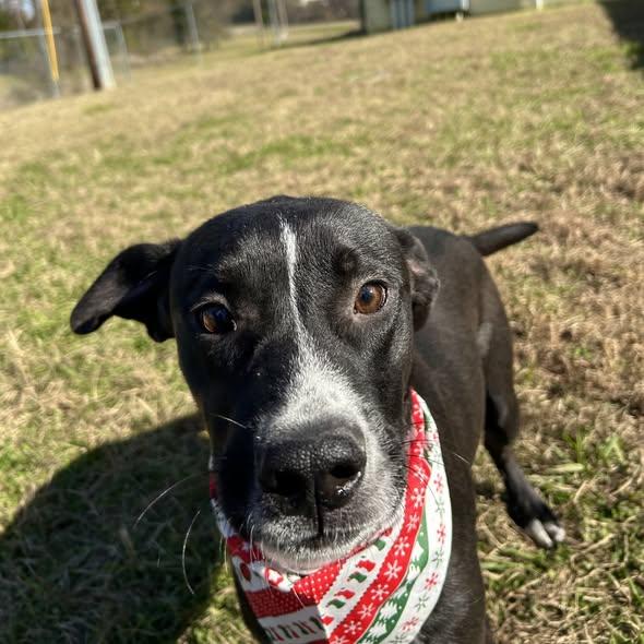 Enlarge Charle, a ADOPTABLE mixed breed in Jackson, MS image 2/2
