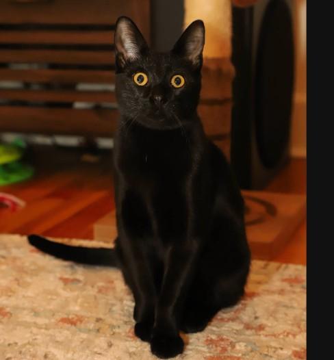 KeeKee Millar-Samos, Adoptable, Kitten Male Domestic Short Hair.