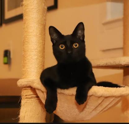 Enlarge KeeKee Millar-Samos, a Adoptable Domestic Short Hair in Denver, CO image 3/4