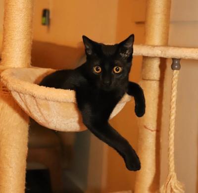 Enlarge KeeKee Millar-Samos, a Adoptable Domestic Short Hair in Denver, CO image 4/4