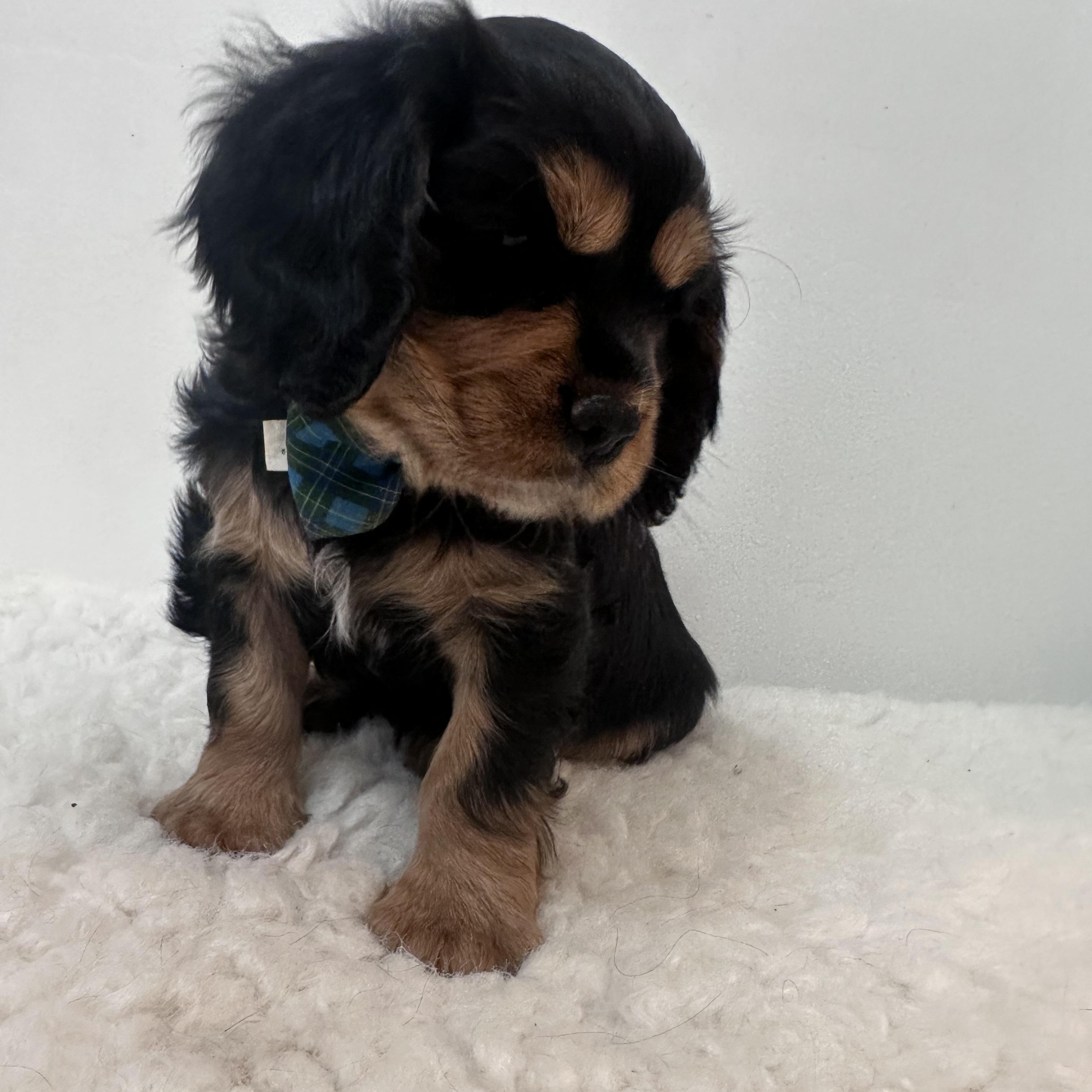 Enlarge Buster , an adopted Cavalier King Charles Spaniel in Wrightstown, NJ image 5/6