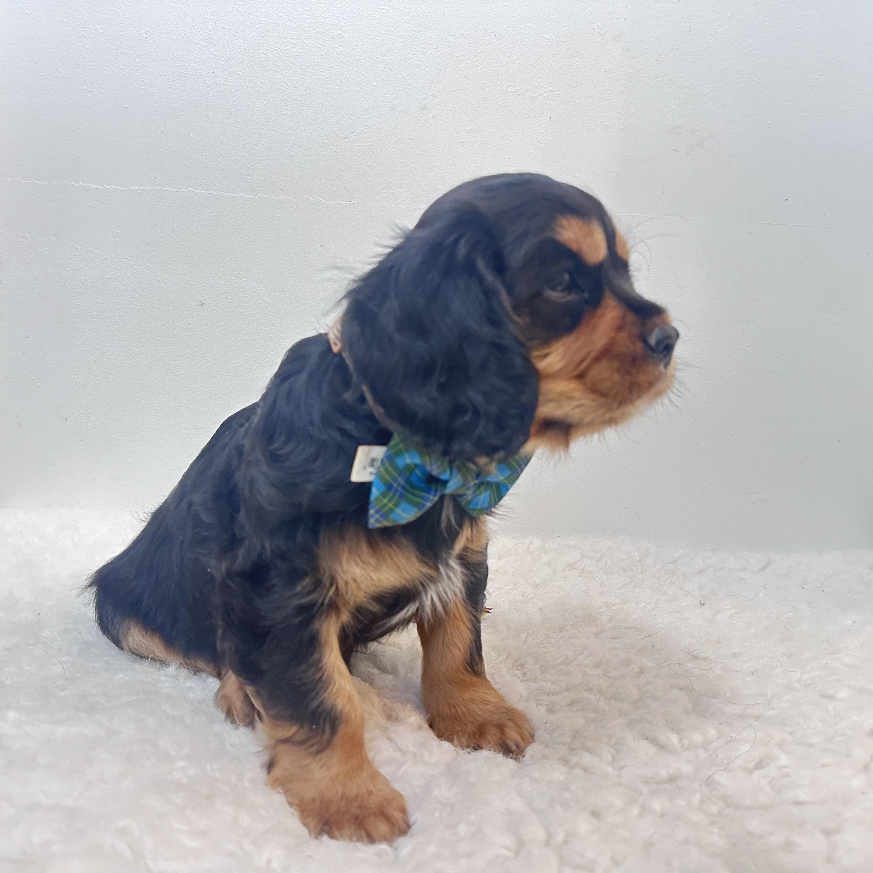 Enlarge Buster , an adopted Cavalier King Charles Spaniel in Wrightstown, NJ image 4/6