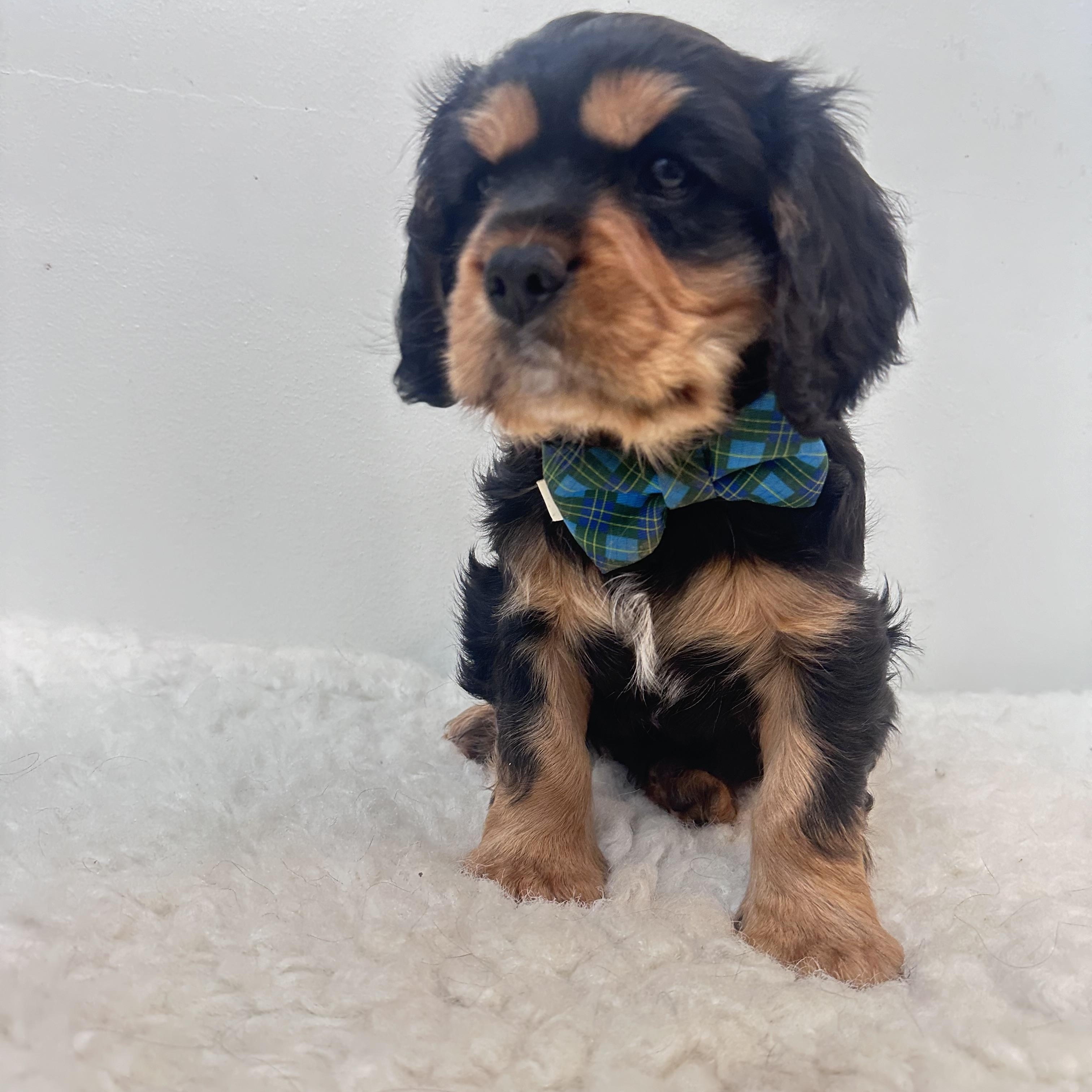 Buster , adopted, Puppy Male Cavalier King Charles Spaniel.