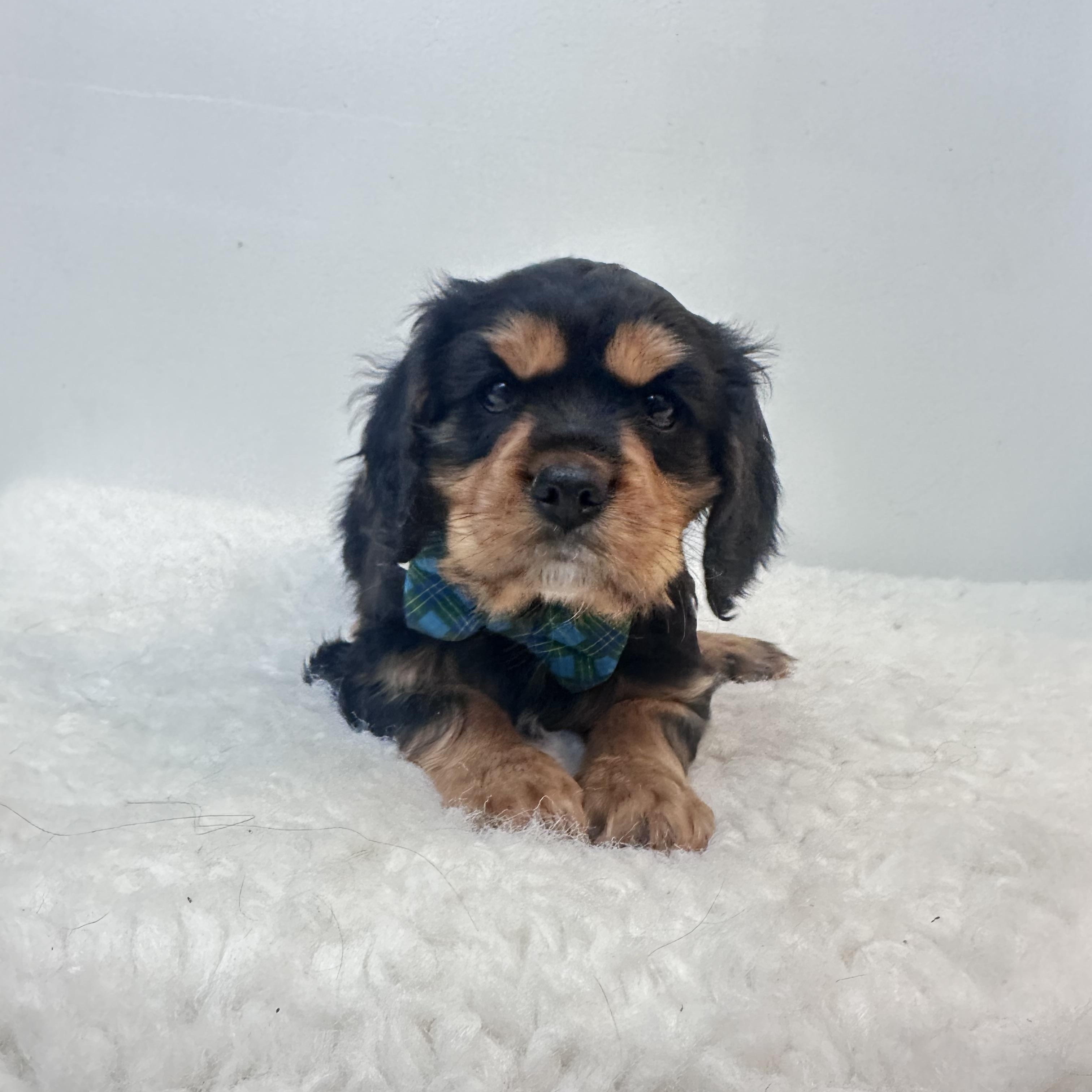 Enlarge Buster , an adopted Cavalier King Charles Spaniel in Wrightstown, NJ image 3/6
