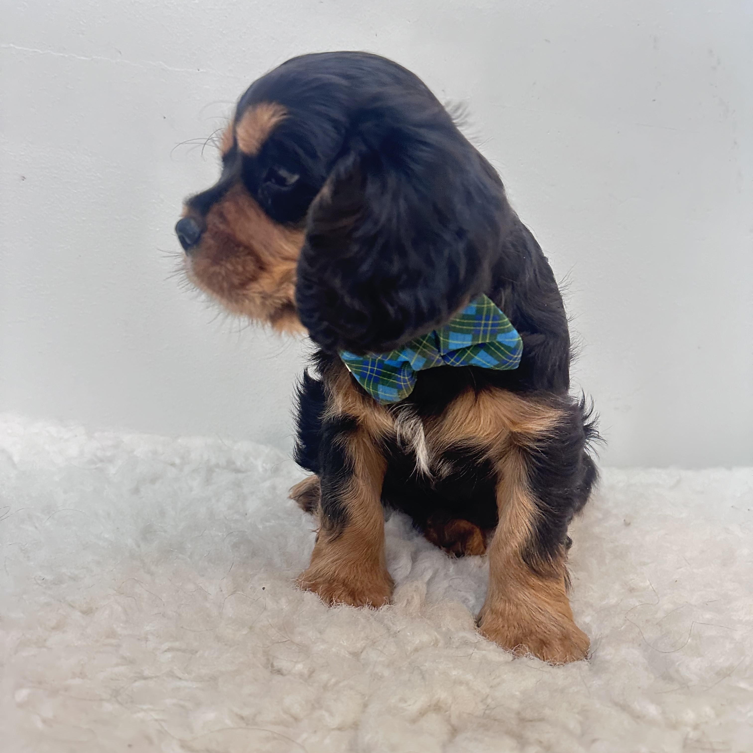 Enlarge Buster , an adopted Cavalier King Charles Spaniel in Wrightstown, NJ image 2/6