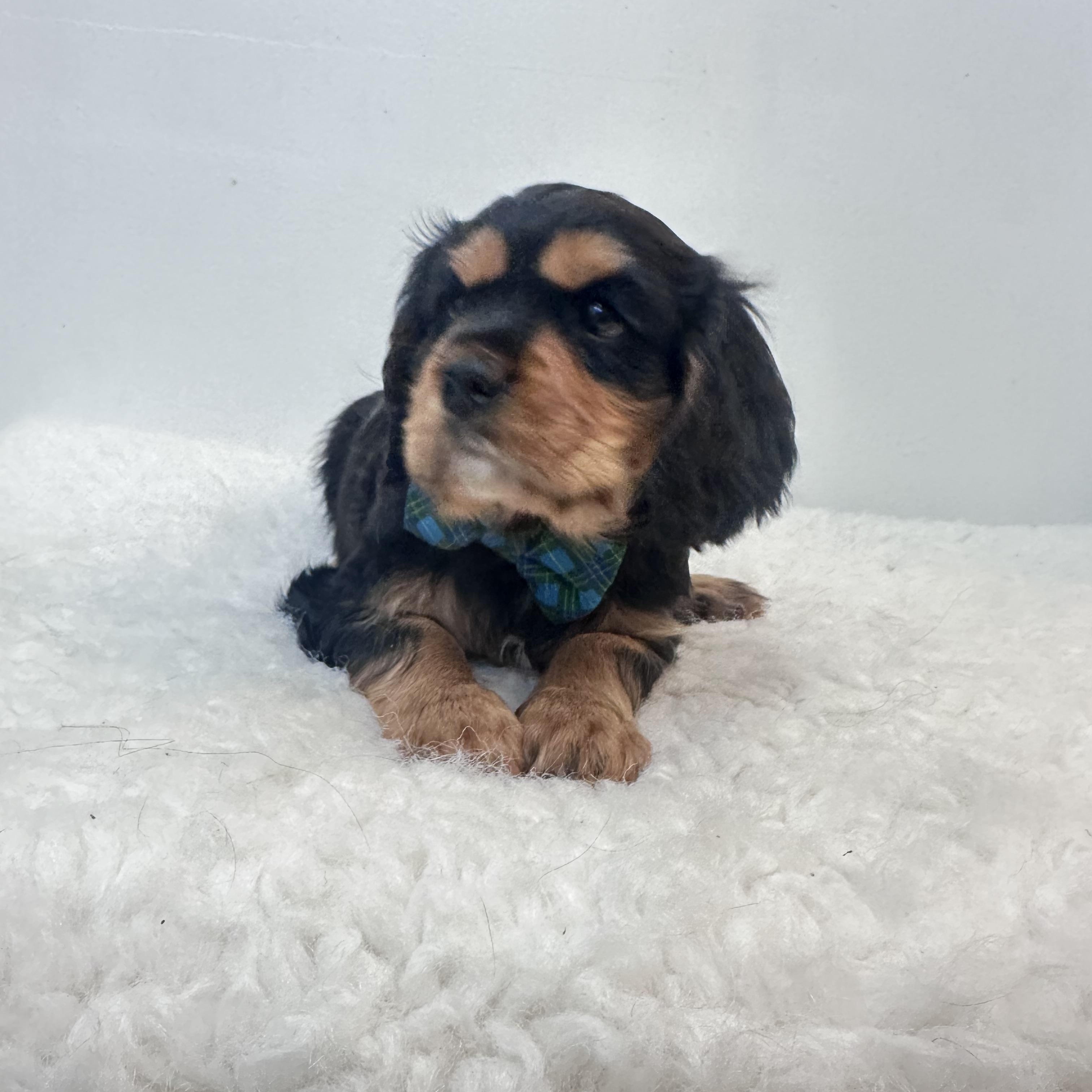 Enlarge Buster , an adopted Cavalier King Charles Spaniel in Wrightstown, NJ image 6/6