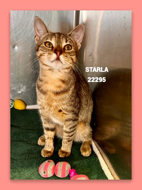 Enlarge STARLA, a Adoptable mixed breed in Marietta, GA image 2/5