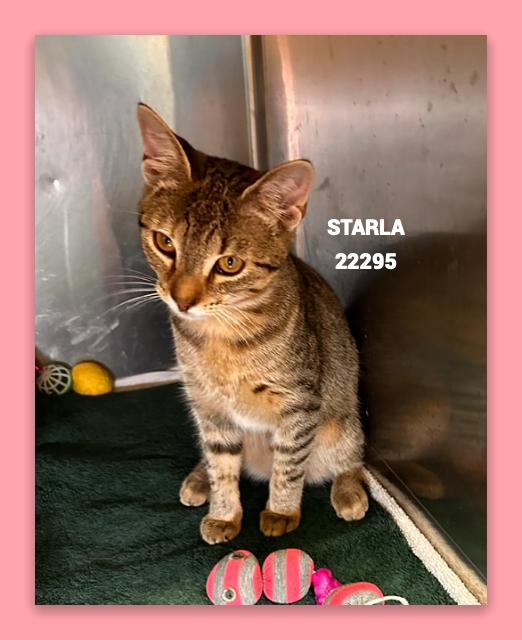 Enlarge STARLA, a Adoptable mixed breed in Marietta, GA image 3/5