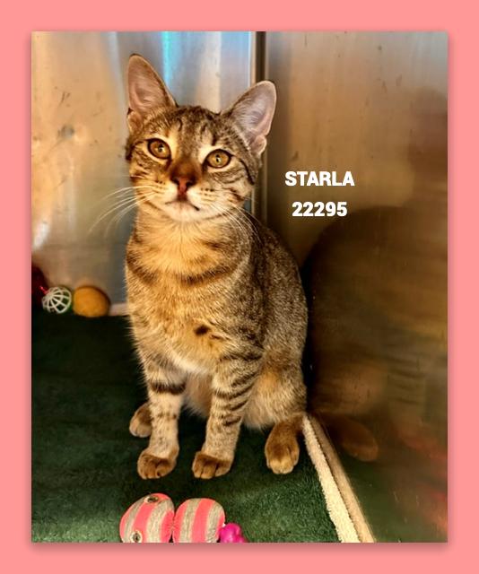 Enlarge STARLA, a Adoptable mixed breed in Marietta, GA image 4/5